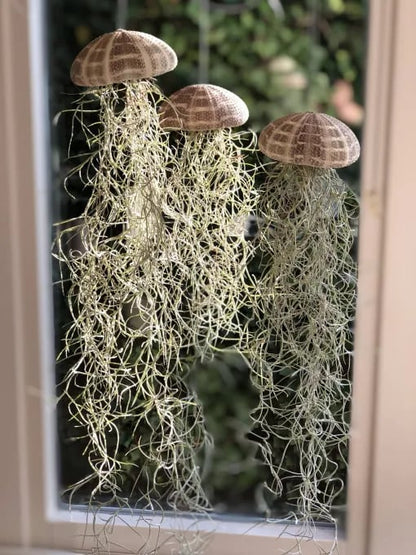 AquaBloom – Medusas de plantas de aire colgantes