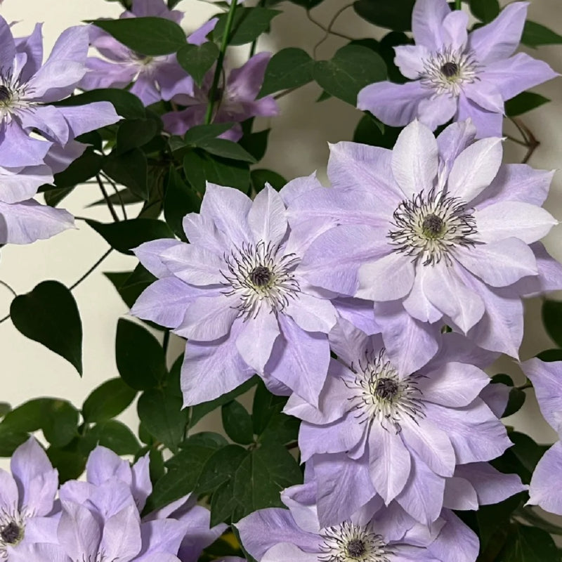 GardenGrace - Clematis-Samen