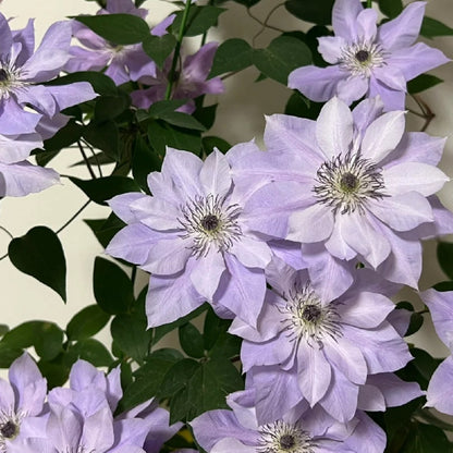 GardenGrace - Clematis-Samen
