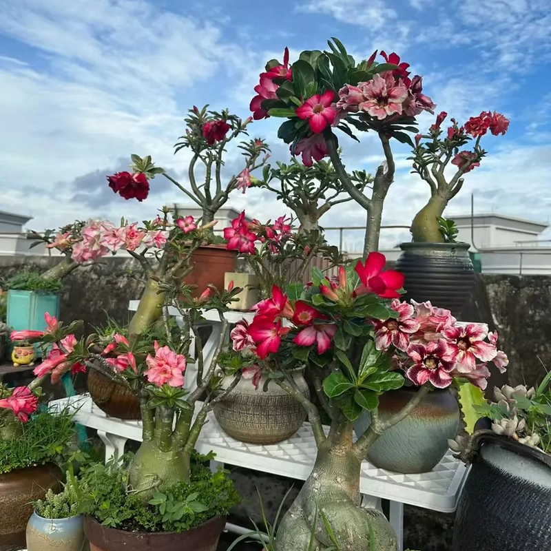 FloraOasis – Semillas de Adenium Premium