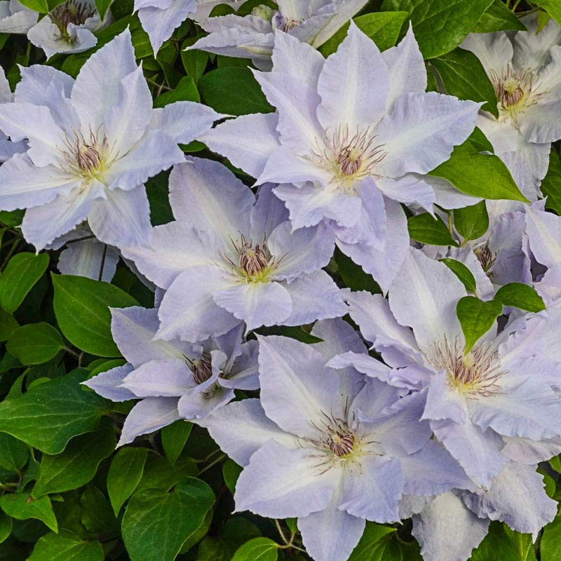 GardenGrace - Clematis-Samen
