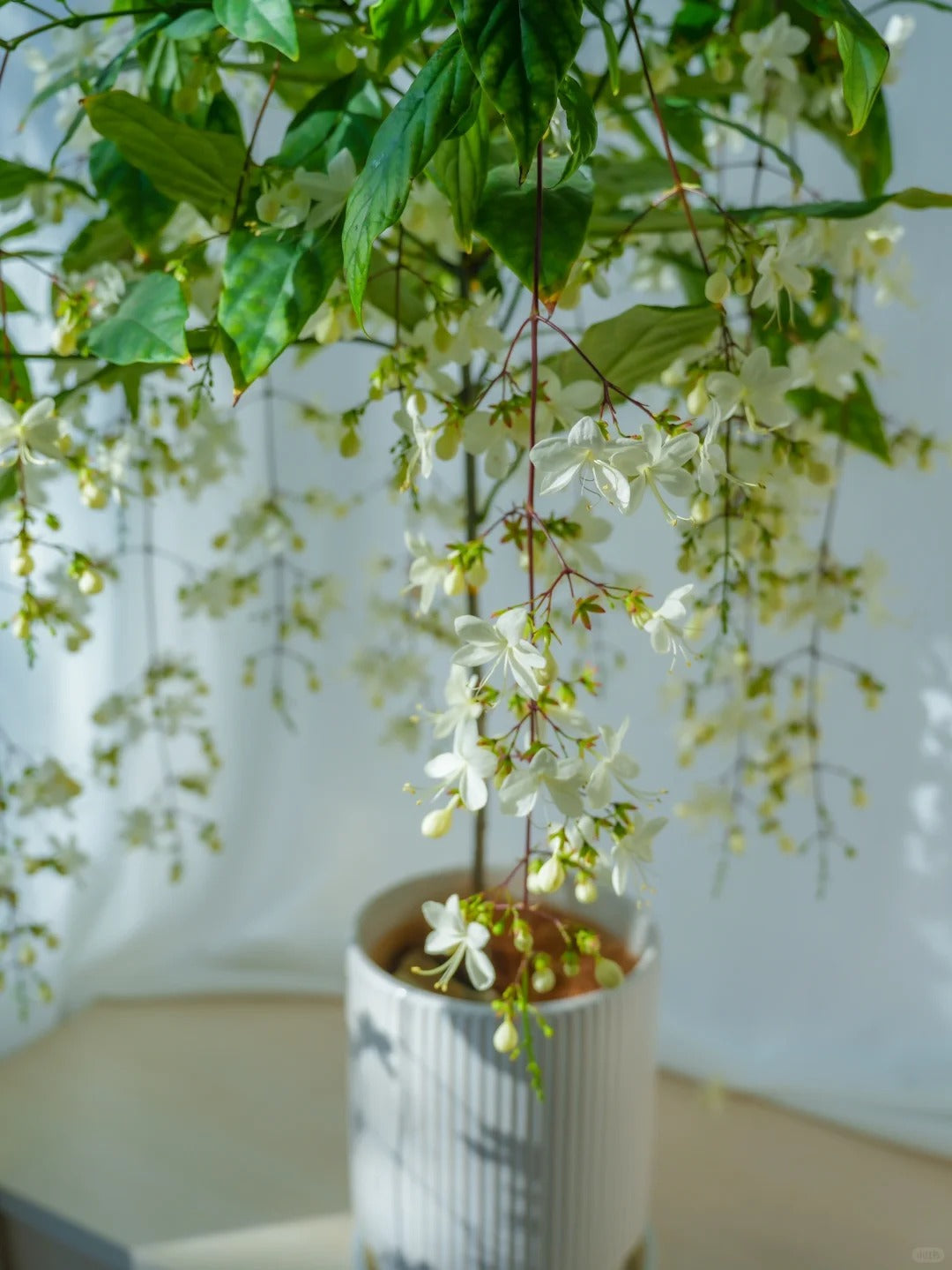 WinterBloom – Planta de jazmín colgante resistente al invierno
