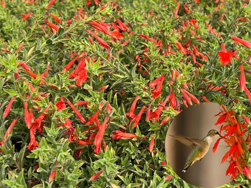 FloraAura "Alfombra de Colibríes" – Semillas de Epilobium garrettii Rainbow Burst
