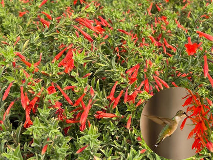 FloraAura "Alfombra de Colibríes" – Semillas de Epilobium garrettii Rainbow Burst