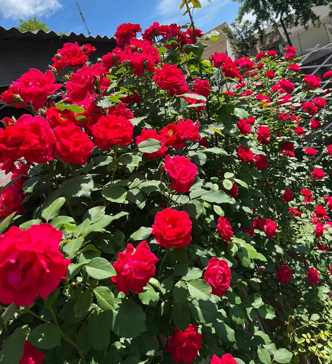 RoseCascade – Bulbos de Rosal Trepador Premium
