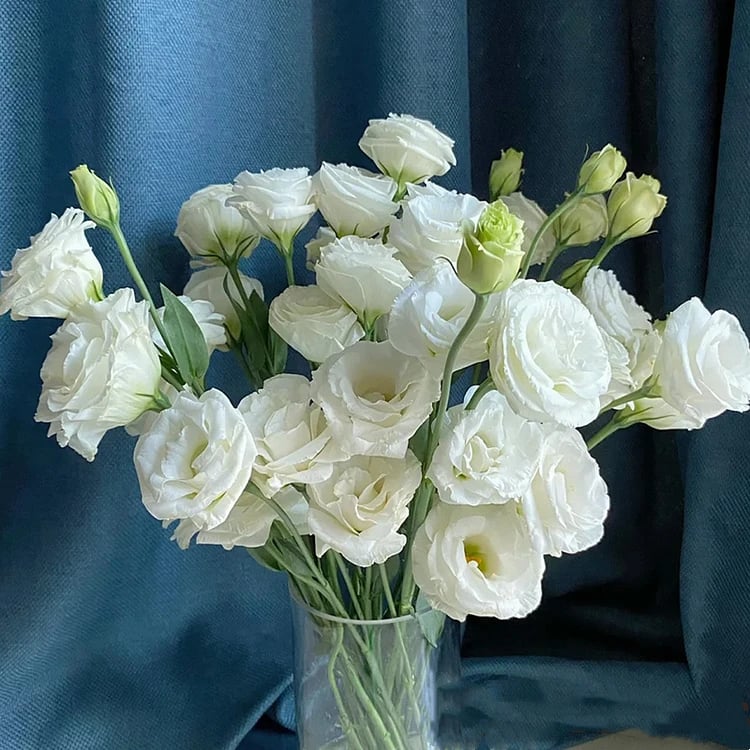 BloomRidge – Semillas de Lisianthus Perennes Resistentes