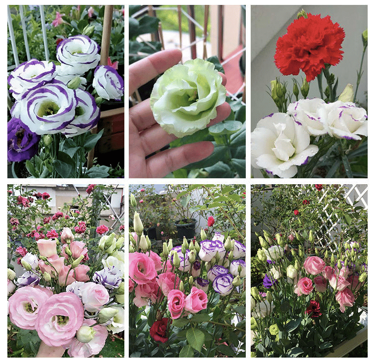 BloomRidge – Semillas de Lisianthus Perennes Resistentes