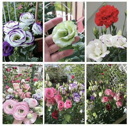 BloomRidge – Semillas de Lisianthus Perennes Resistentes