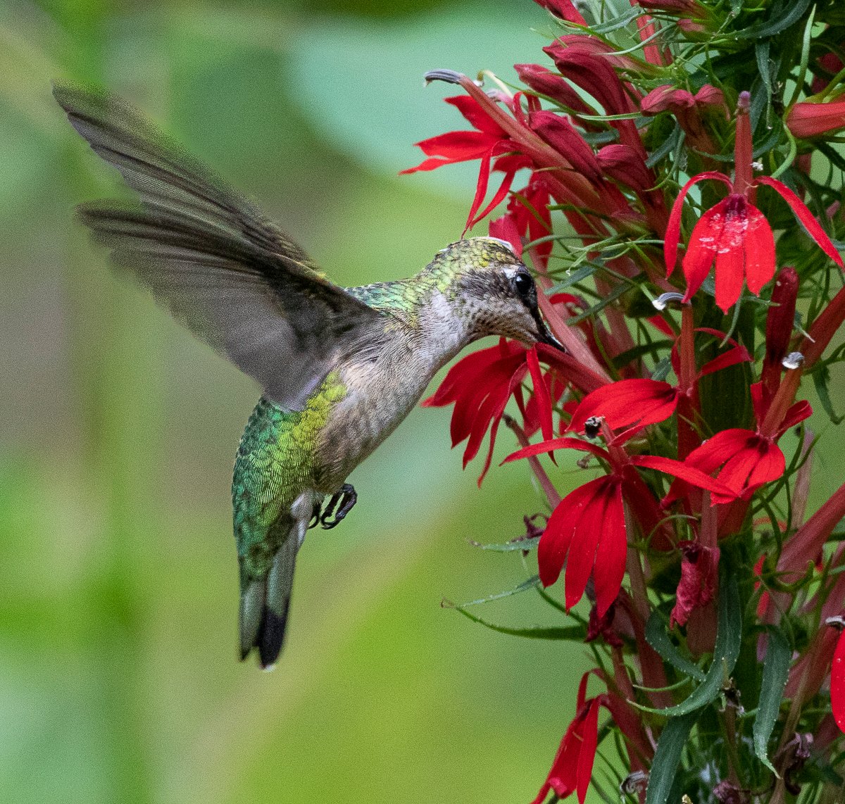 FloraAura "Alfombra de Colibríes" – Semillas de Epilobium garrettii Rainbow Burst