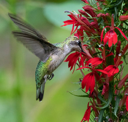 FloraAura "Alfombra de Colibríes" – Semillas de Epilobium garrettii Rainbow Burst