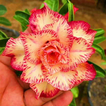 FloraOasis – Semillas de Adenium Premium