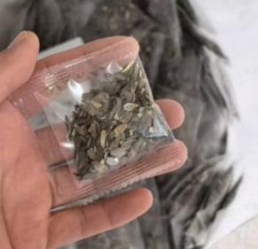 PurePetal – Semillas de zinnia para flores heirloom vibrantes