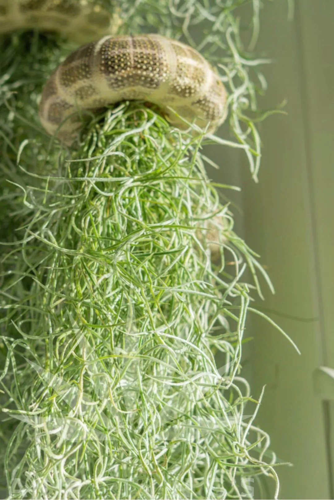 AquaBloom – Medusas de plantas de aire colgantes