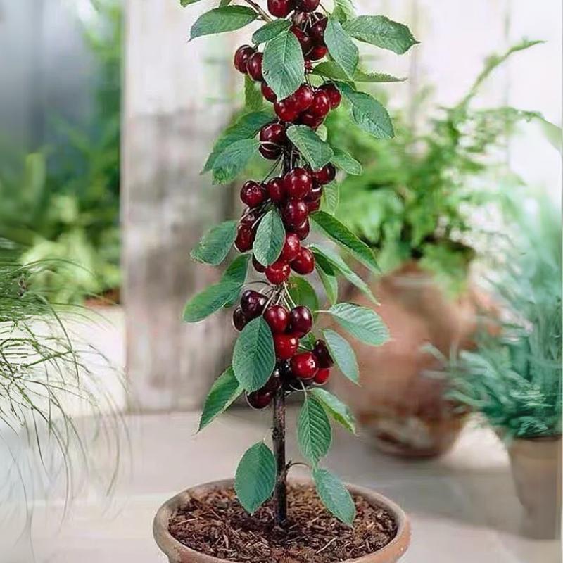 🍒 (Nueva Cosecha) Semillas de Cereza Dulce 🌿Pre-preparadas para Alta Germinación (99% de Germinación)
