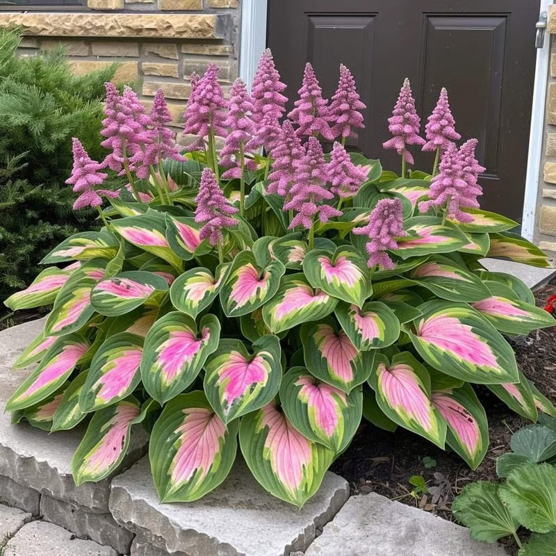 GardenÉlan – Seltene Hosta-Samen für Hausgärten (100 Samen)