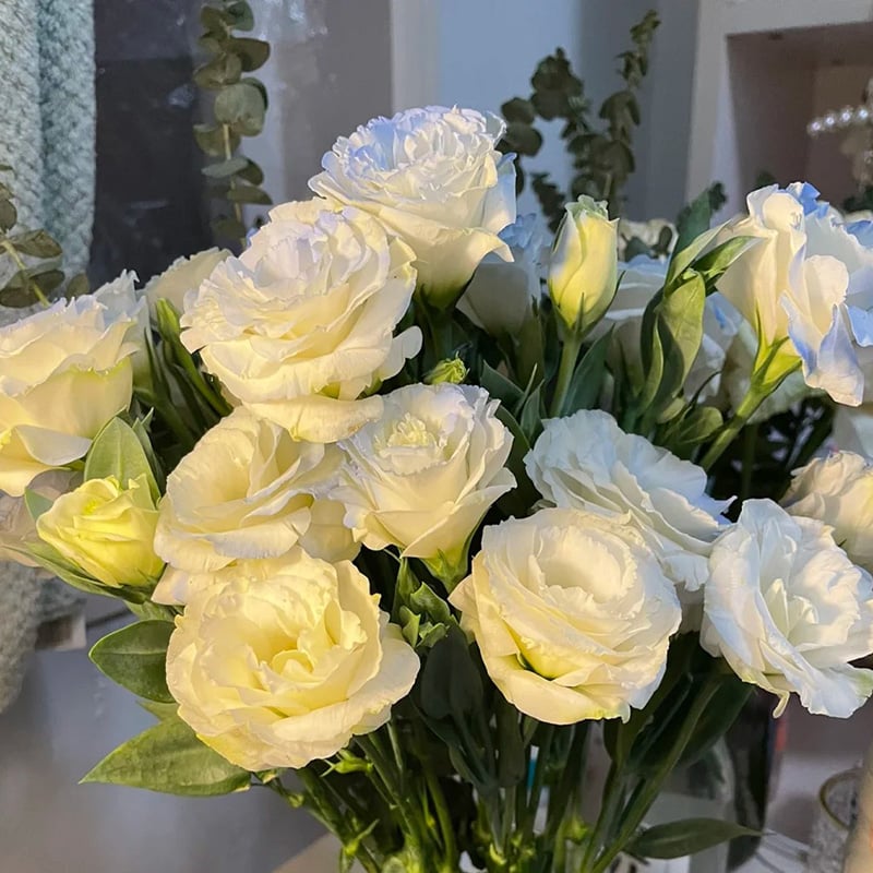 BloomRidge – Semillas de Lisianthus Perennes Resistentes