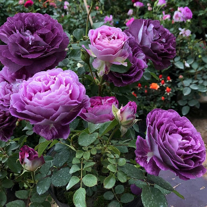 BloomVine – Wunderschöne Kletterrosensamen
