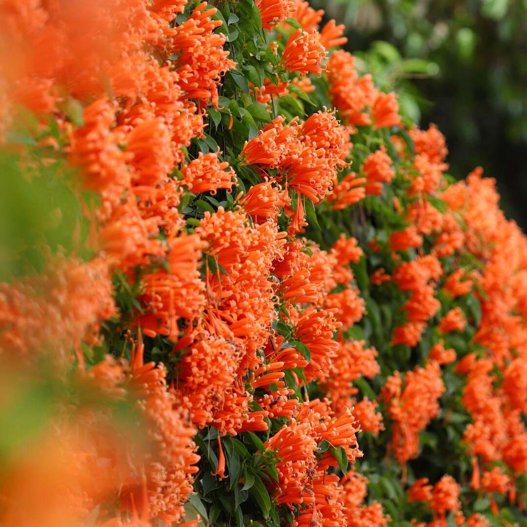 FloraAura "Alfombra de Colibríes" – Semillas de Epilobium garrettii Rainbow Burst