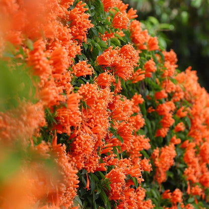 FloraAura "Alfombra de Colibríes" – Semillas de Epilobium garrettii Rainbow Burst