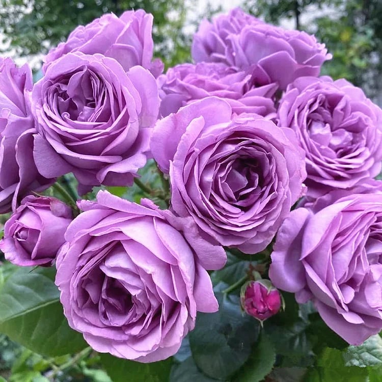 BloomVine – Wunderschöne Kletterrosensamen