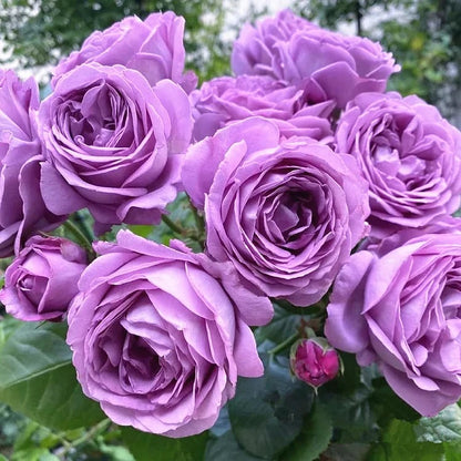 BloomVine – Wunderschöne Kletterrosensamen