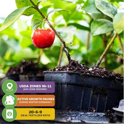 🍒 (Nueva Cosecha) Semillas de Cereza Dulce 🌿Pre-preparadas para Alta Germinación (99% de Germinación)