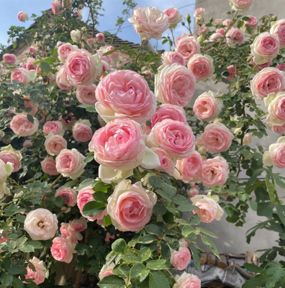 RoseCascade – Bulbos de Rosal Trepador Premium