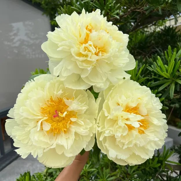 RoyalBloom - Semillas de peonía de lujo | La Reina de las Flores