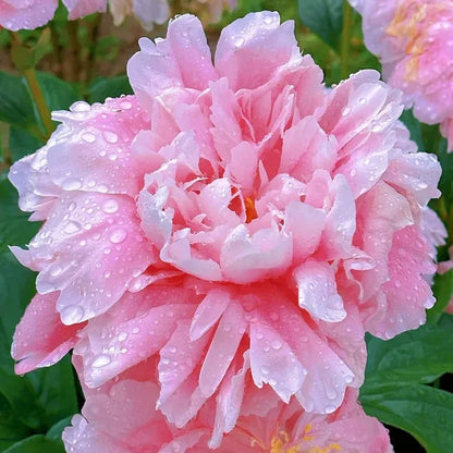 RoyalBloom - Semillas de peonía de lujo | La Reina de las Flores