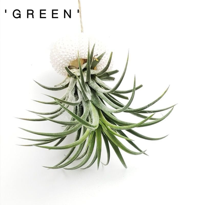 AquaBloom – Medusas de plantas de aire colgantes