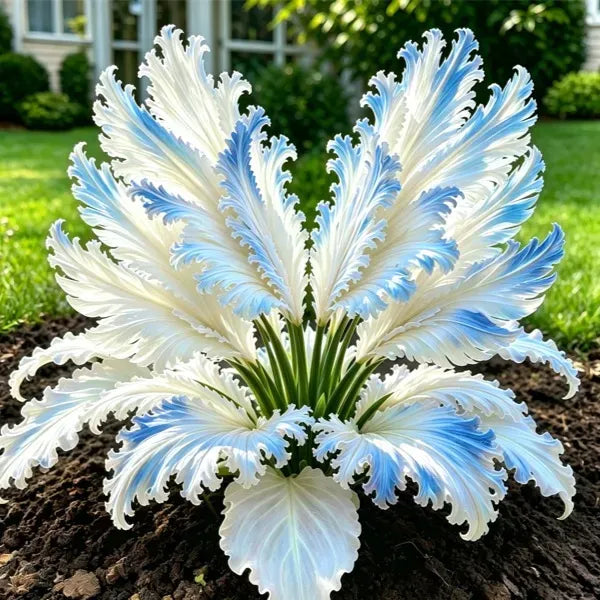 GardenGrace – Swan Feather Funkien-Zwiebelkollektion