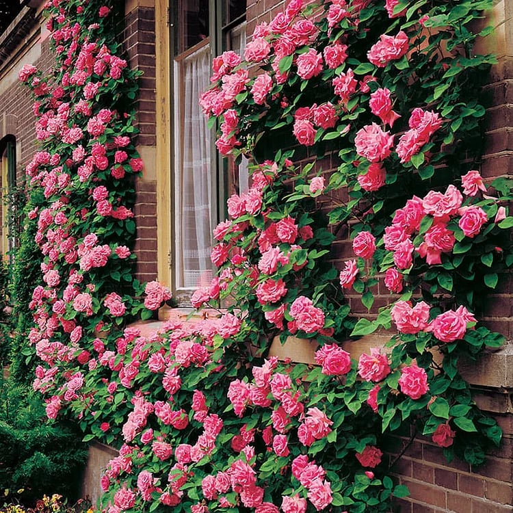 BloomVine – Wunderschöne Kletterrosensamen