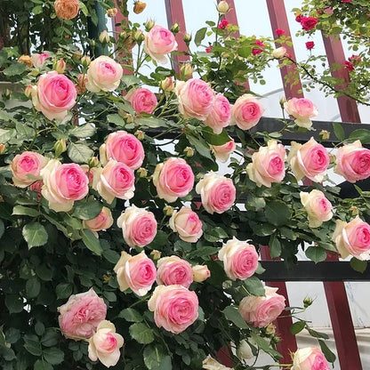 BloomVine – Wunderschöne Kletterrosensamen
