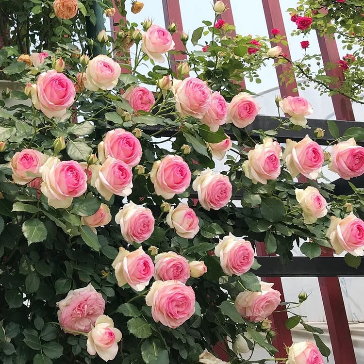 BloomVine – Wunderschöne Kletterrosensamen