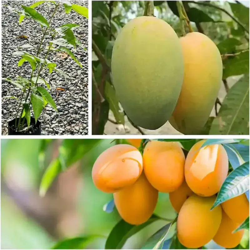 MangoMajesty – Kit de cultivo tropical