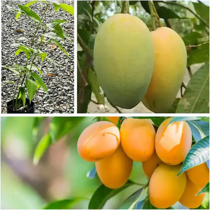 MangoMajesty – Kit de cultivo tropical