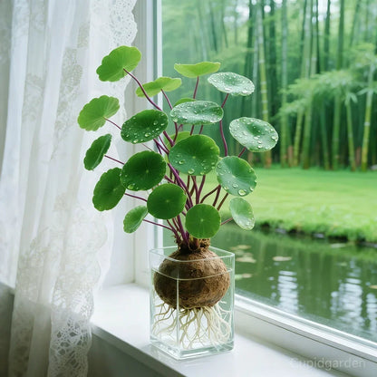 🎈🪴Stephania Erecta de ratán rojo: la planta de interior más resistente para personas perezosas🌿