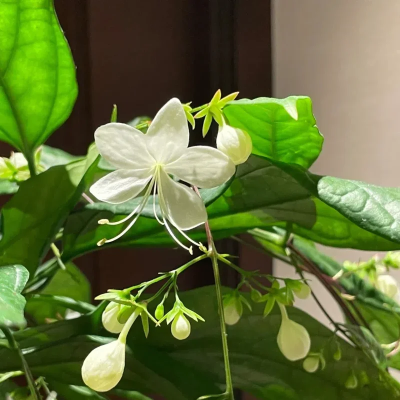 WinterBloom – Planta de jazmín colgante resistente al invierno