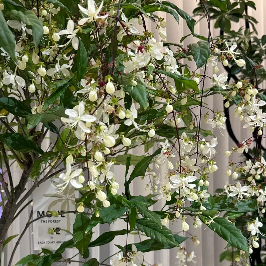 WinterBloom – Planta de jazmín colgante resistente al invierno