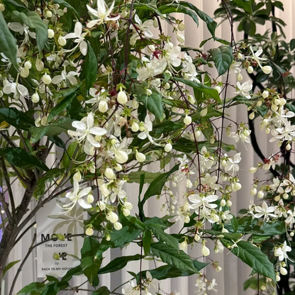 WinterBloom – Planta de jazmín colgante resistente al invierno