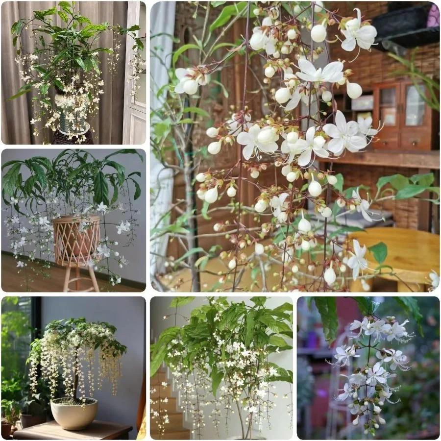 WinterBloom – Planta de jazmín colgante resistente al invierno