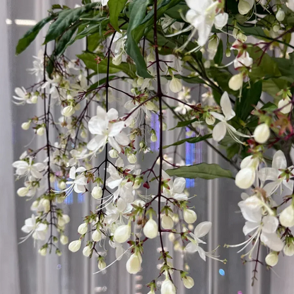 WinterBloom – Planta de jazmín colgante resistente al invierno