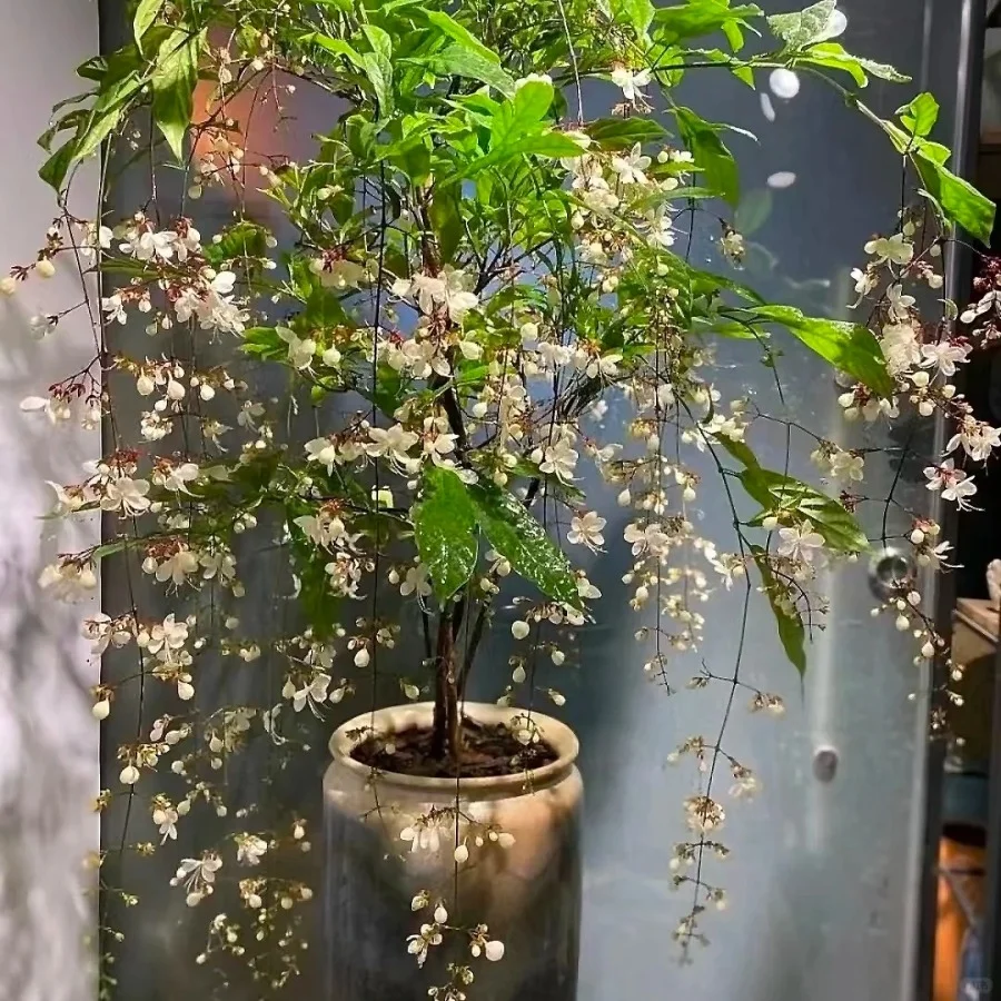 WinterBloom – Planta de jazmín colgante resistente al invierno