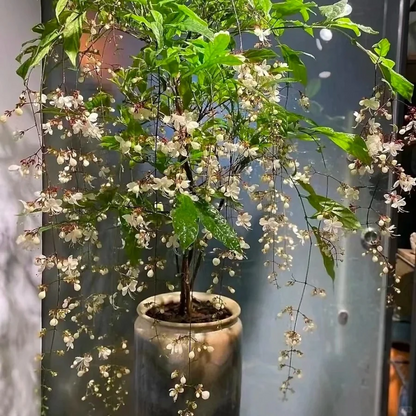 WinterBloom – Planta de jazmín colgante resistente al invierno