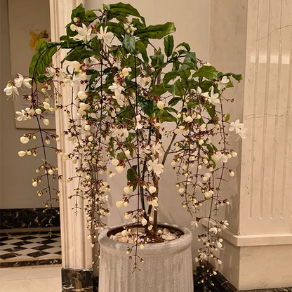 WinterBloom – Planta de jazmín colgante resistente al invierno