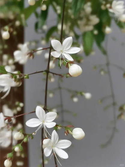 WinterBloom – Planta de jazmín colgante resistente al invierno