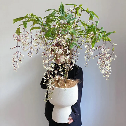 WinterBloom – Planta de jazmín colgante resistente al invierno
