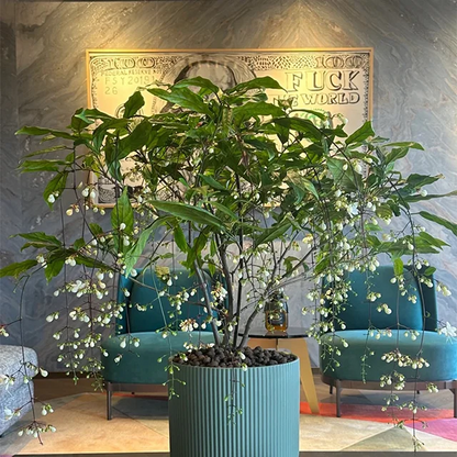 WinterBloom – Planta de jazmín colgante resistente al invierno