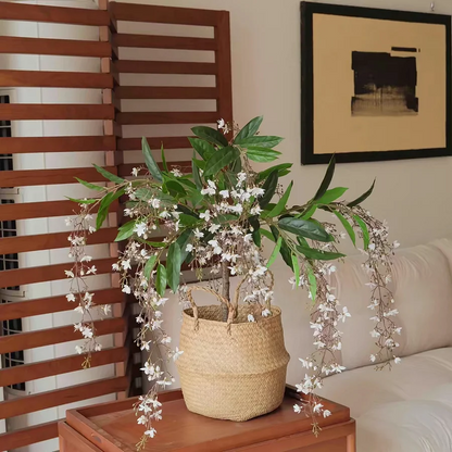 WinterBloom – Planta de jazmín colgante resistente al invierno