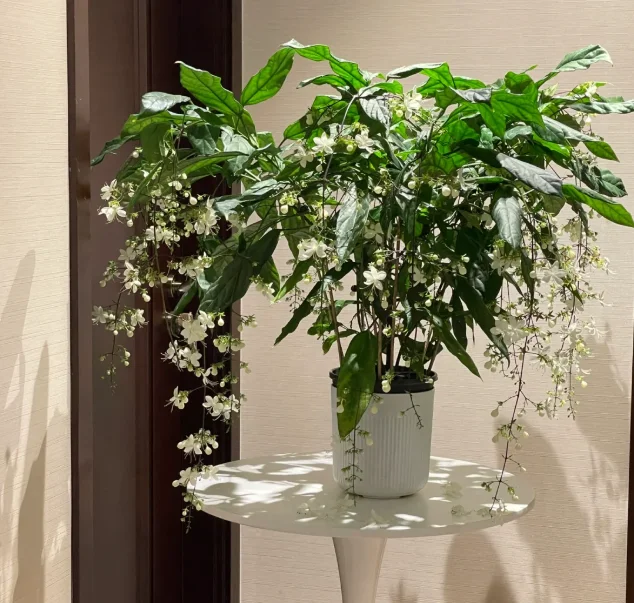 WinterBloom – Planta de jazmín colgante resistente al invierno